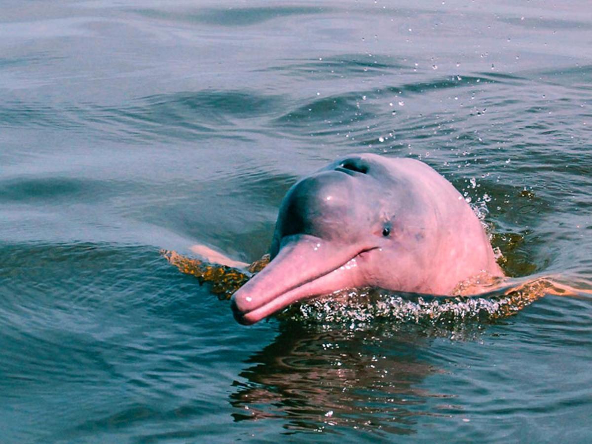 Amazon Muyuna Lodge Paraíso المظهر الخارجي الصورة