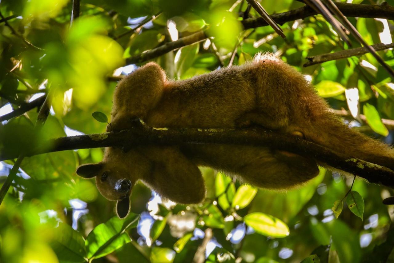 Amazon Muyuna Lodge Paraíso المظهر الخارجي الصورة