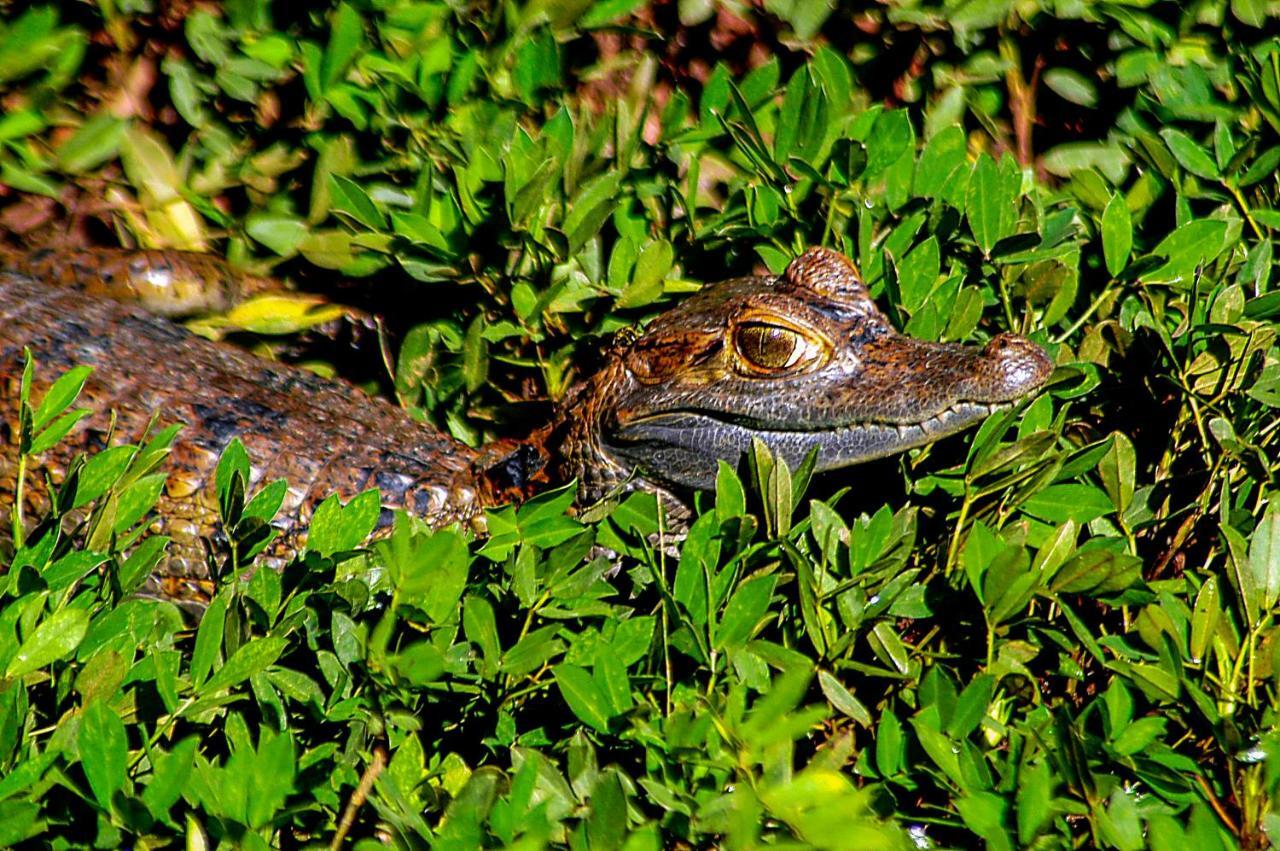 Amazon Muyuna Lodge Paraíso المظهر الخارجي الصورة