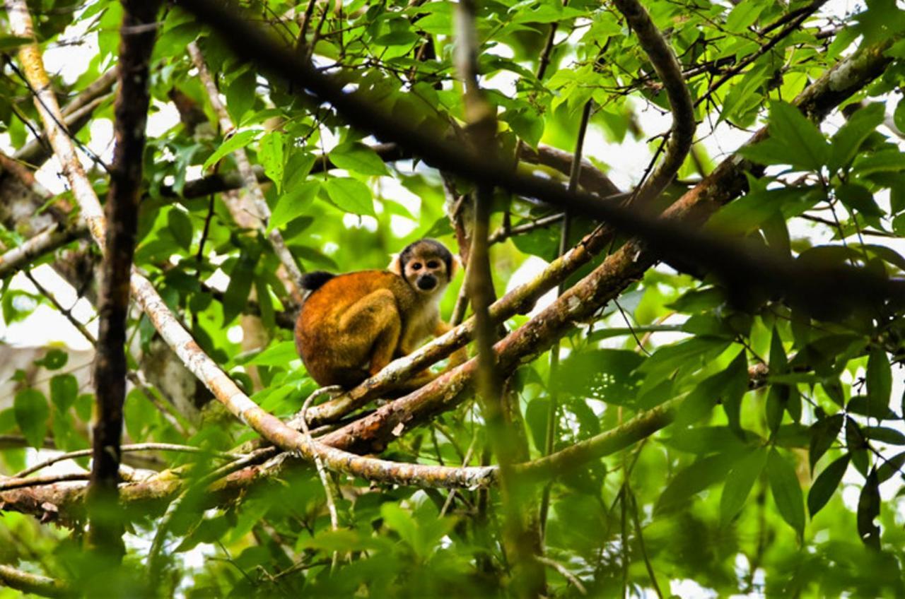 Amazon Muyuna Lodge Paraíso المظهر الخارجي الصورة
