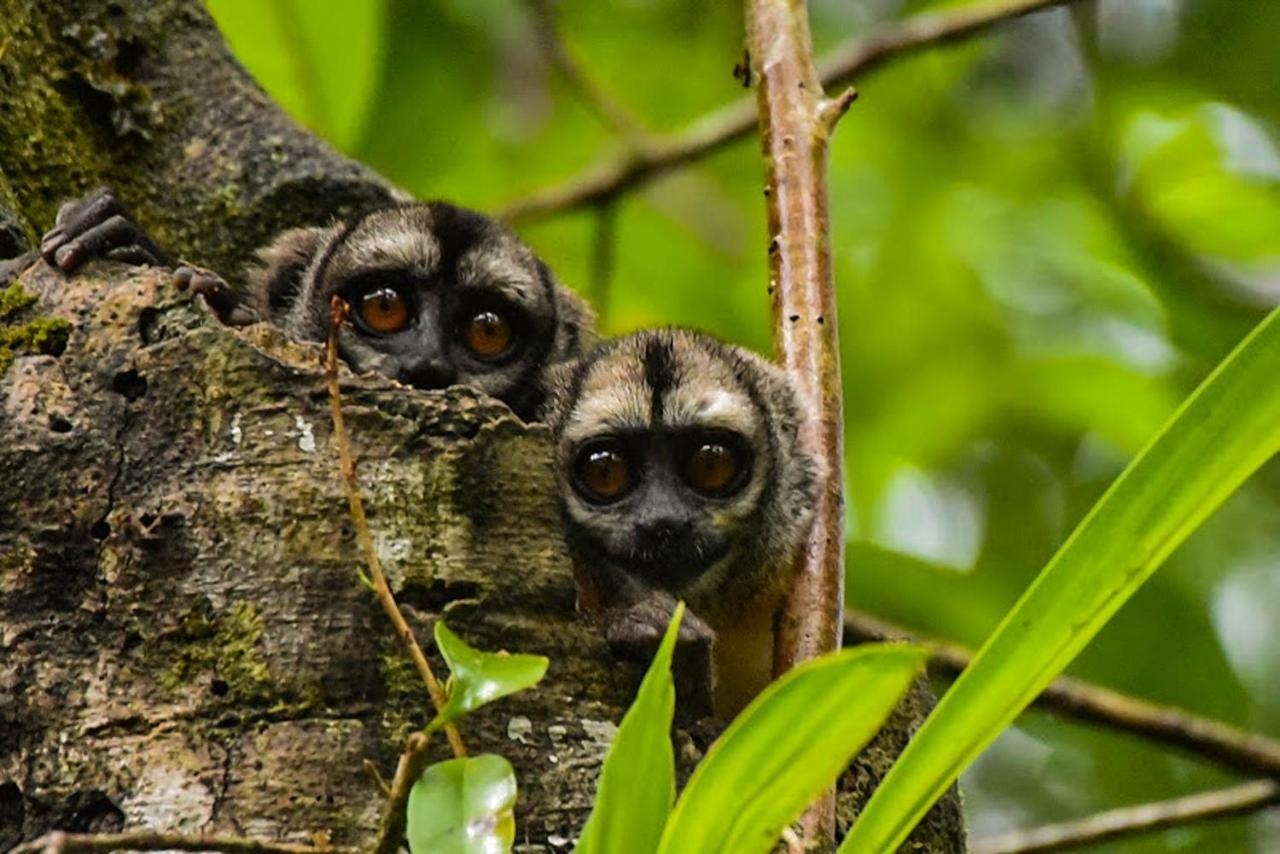 Amazon Muyuna Lodge Paraíso المظهر الخارجي الصورة
