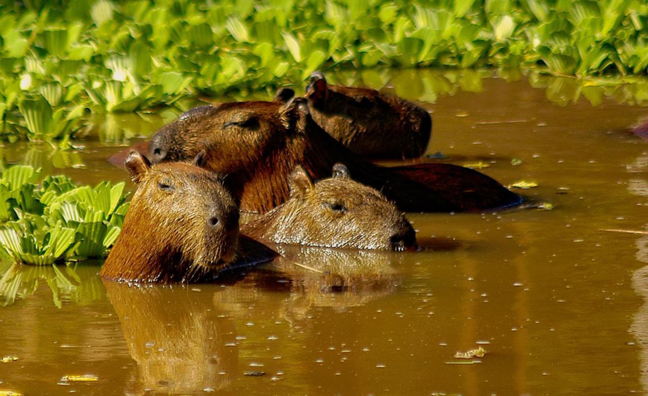 Amazon Muyuna Lodge Paraíso المظهر الخارجي الصورة