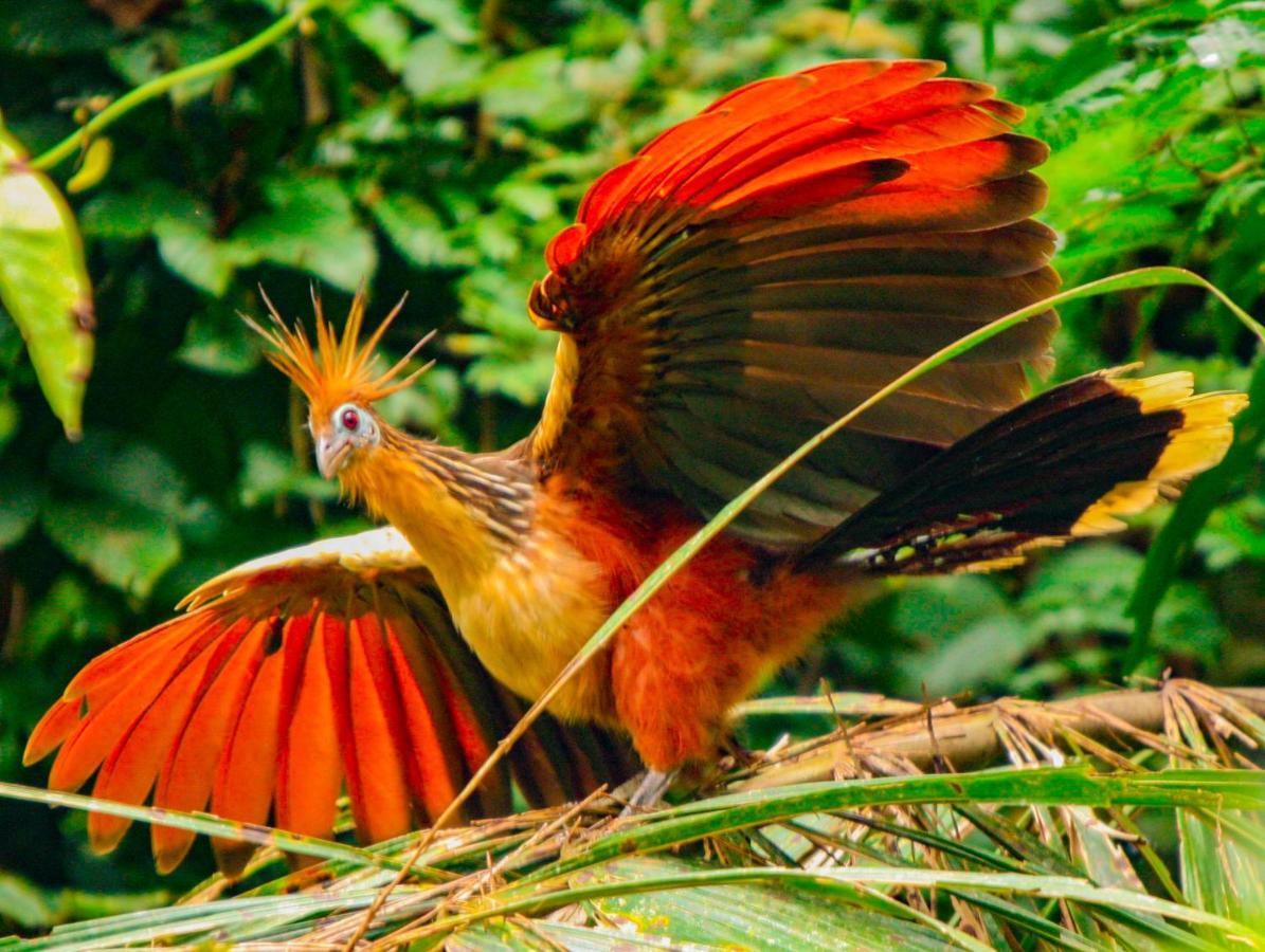 Amazon Muyuna Lodge Paraíso المظهر الخارجي الصورة
