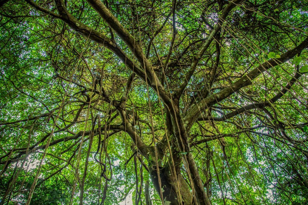 Amazon Muyuna Lodge Paraíso المظهر الخارجي الصورة