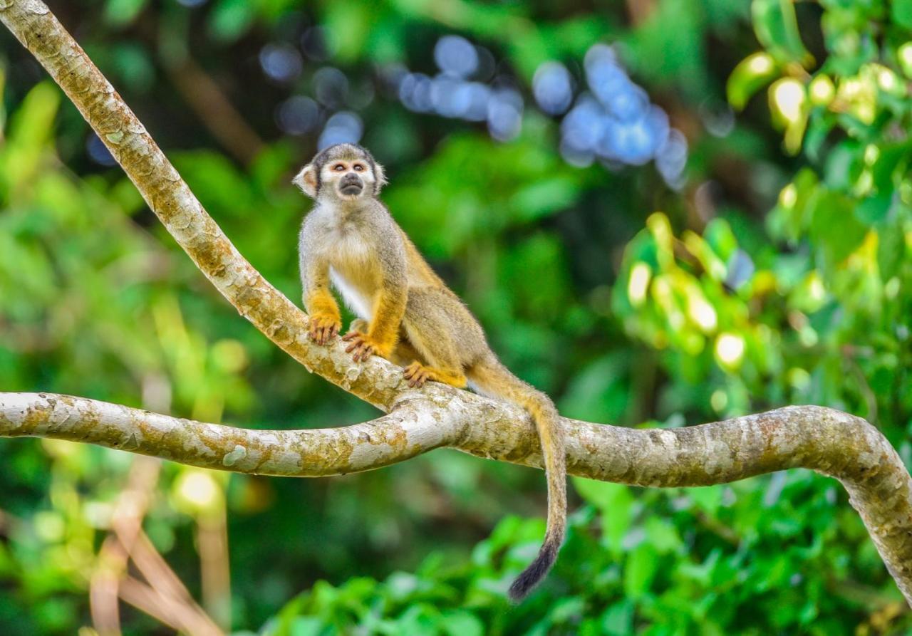 Amazon Muyuna Lodge Paraíso المظهر الخارجي الصورة